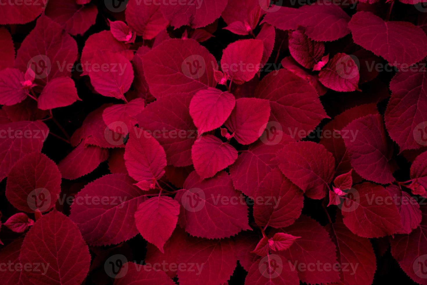 rood donker achtergrond van hun hortensia bloem bladeren foto