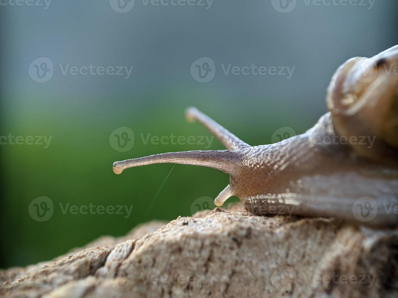 slak Aan de hout, in de ochtend, macro fotografie, extreem dichtbij omhoog foto