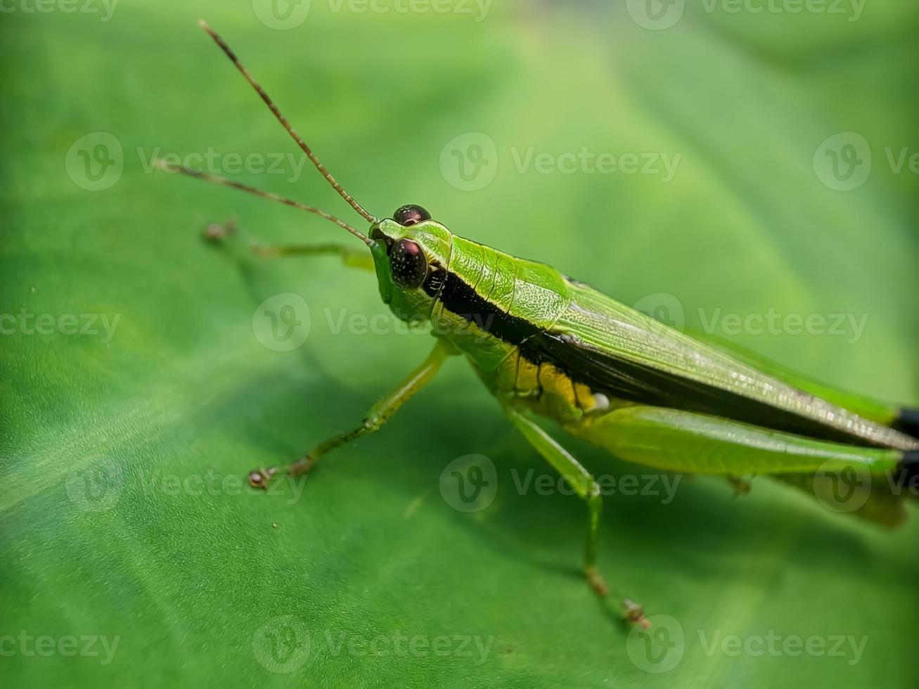 sprinkhaan Aan de blad, macro fotografie, extreem dichtbij omhoog foto