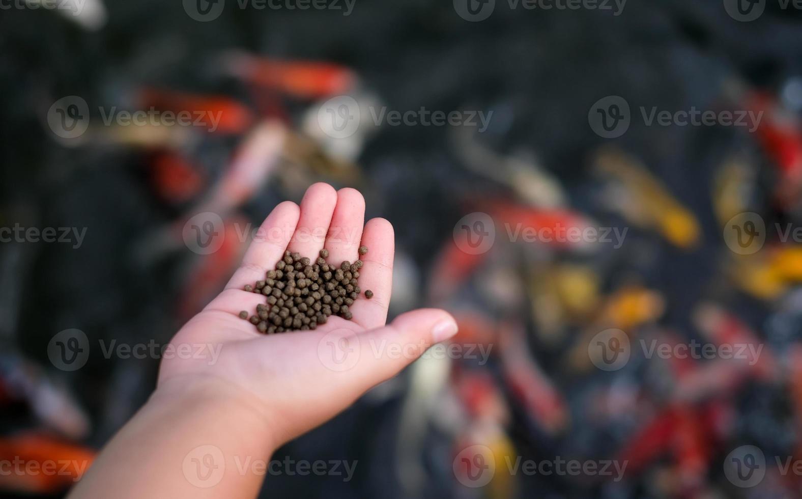 kind hand- Holding vis voedsel, en veel kleurrijk koi vis Aan koi vis vijver achtergrond foto