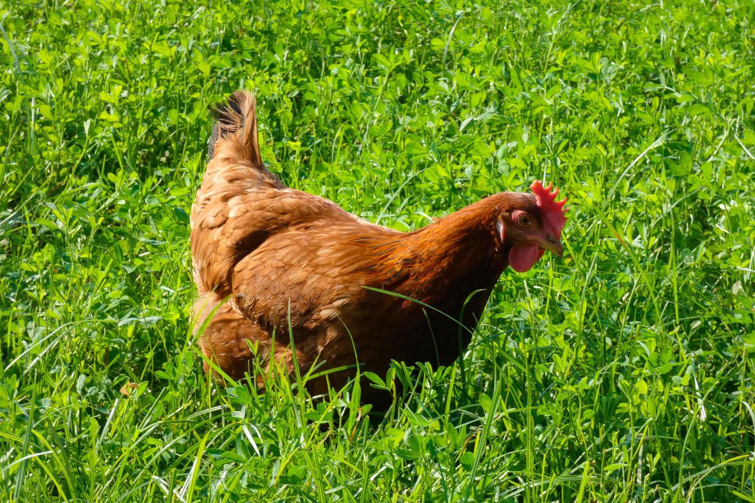 kippen in semi-vrijheid aan het eten van de grond foto