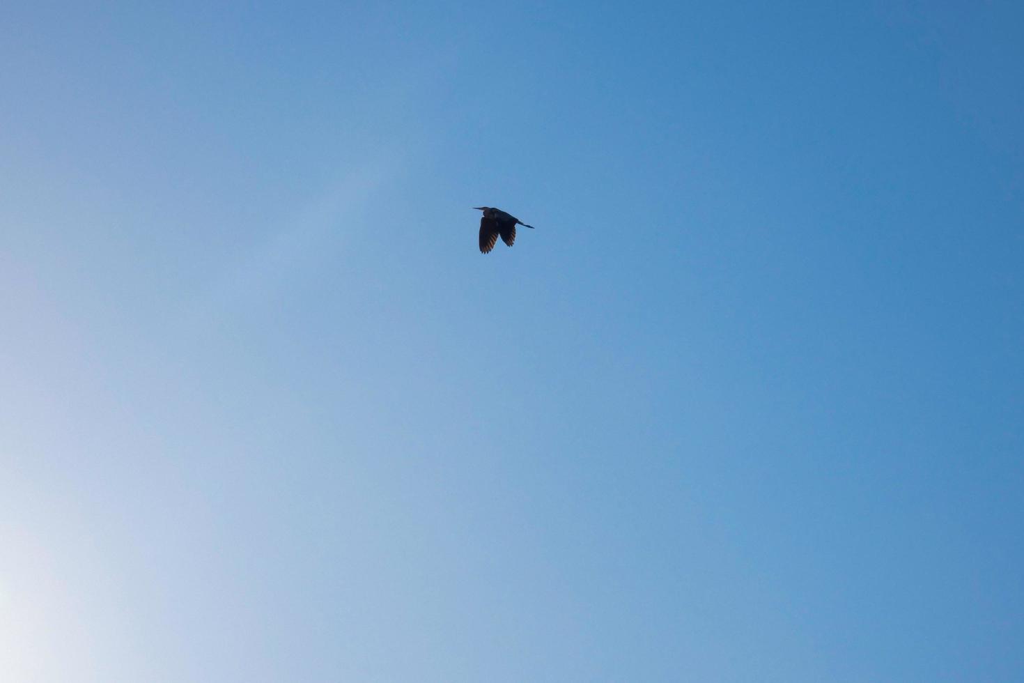 groot vogel vliegend onder een Doorzichtig blauw lucht foto