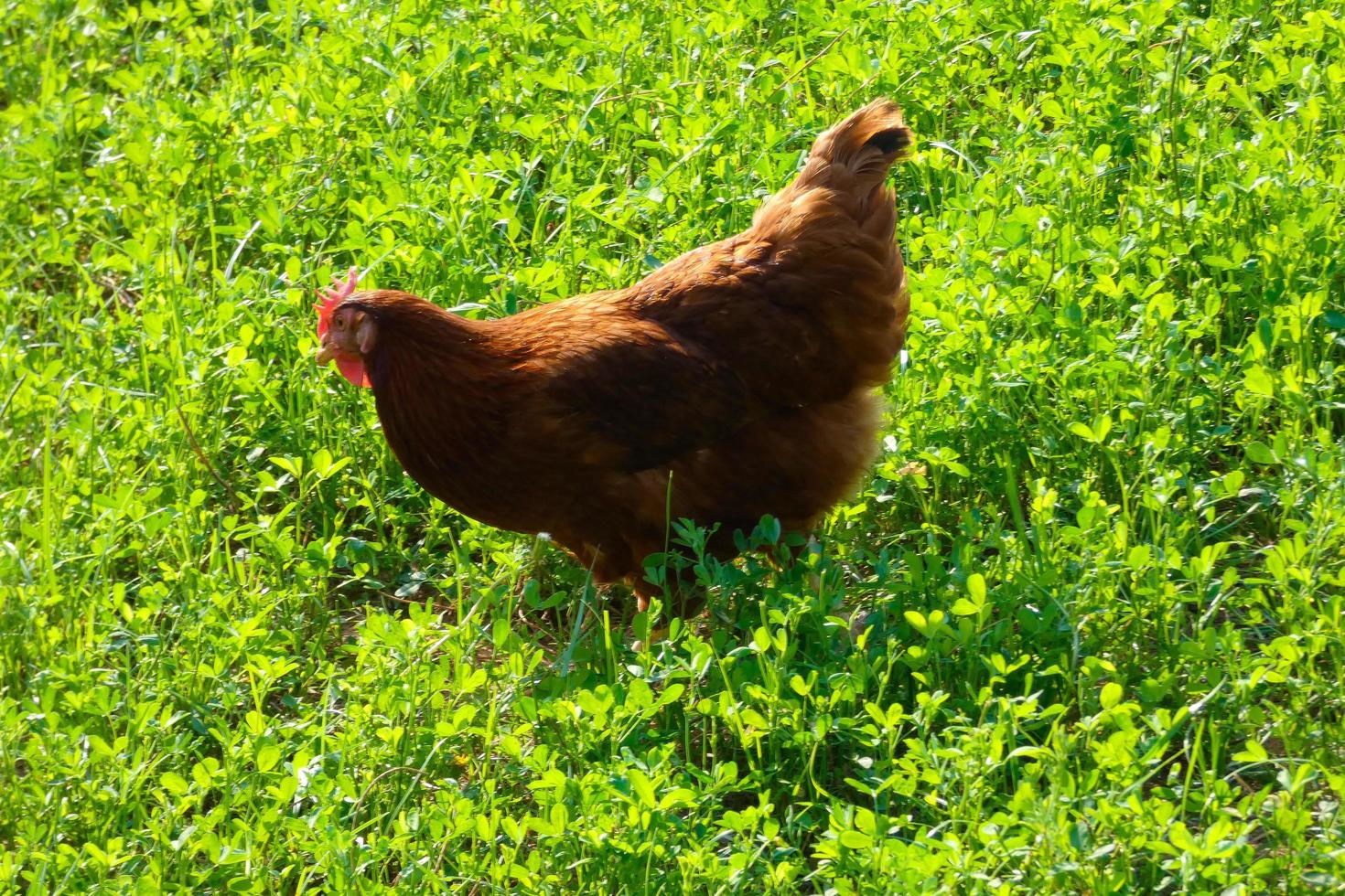 kippen in semi-vrijheid aan het eten van de grond foto