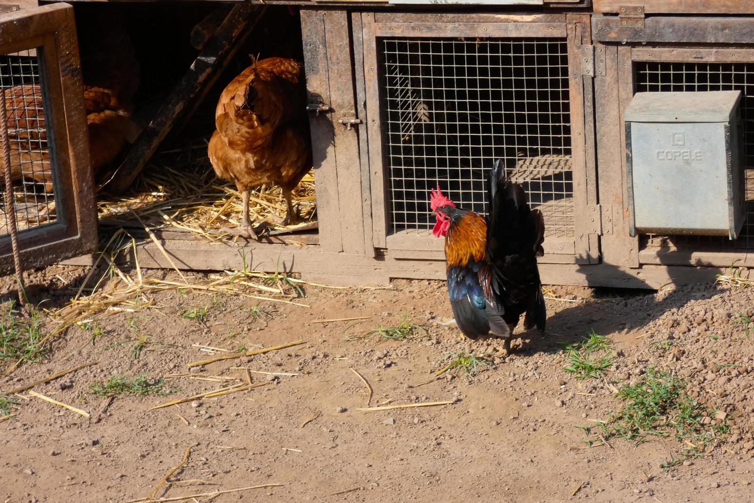 kippen in semi-vrijheid aan het eten van de grond foto