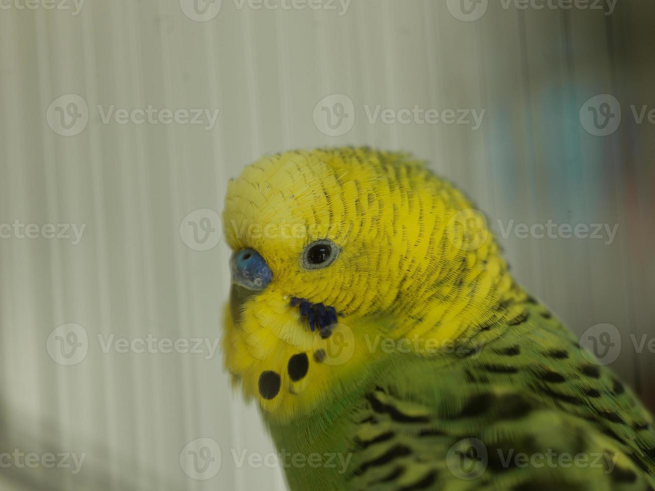 groen vogel detailopname foto