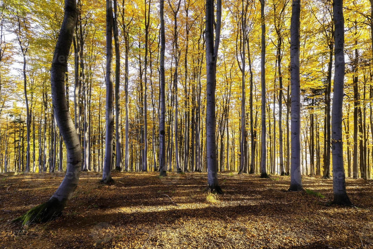 herfst zonnig beuken Woud foto