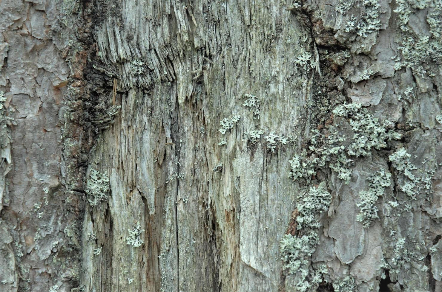 oud hout, koolstof wasbak. detailopname van boom blaffen. macro fotografie. multifunctioneel. blog. artikel. achtergrond of achtergrond. foto