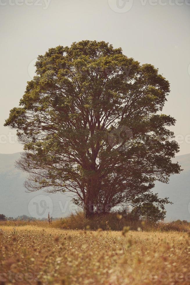 eenzaam boom Aan weide foto