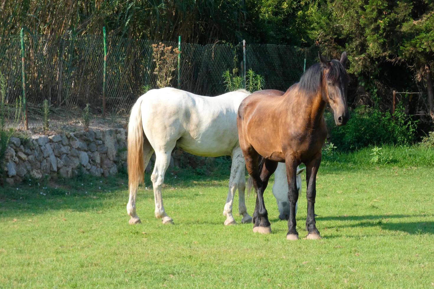 paarden aan het eten vredig in de boomgaard Aan een zonnig dag foto