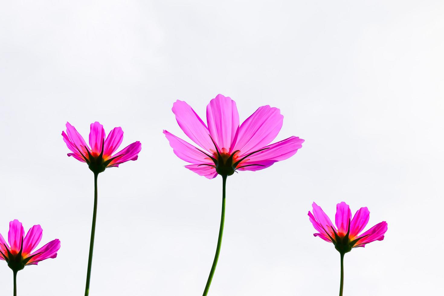 roze kosmos bloem mooie bloeiende geïsoleerd op een witte achtergrond, kopieer ruimte foto