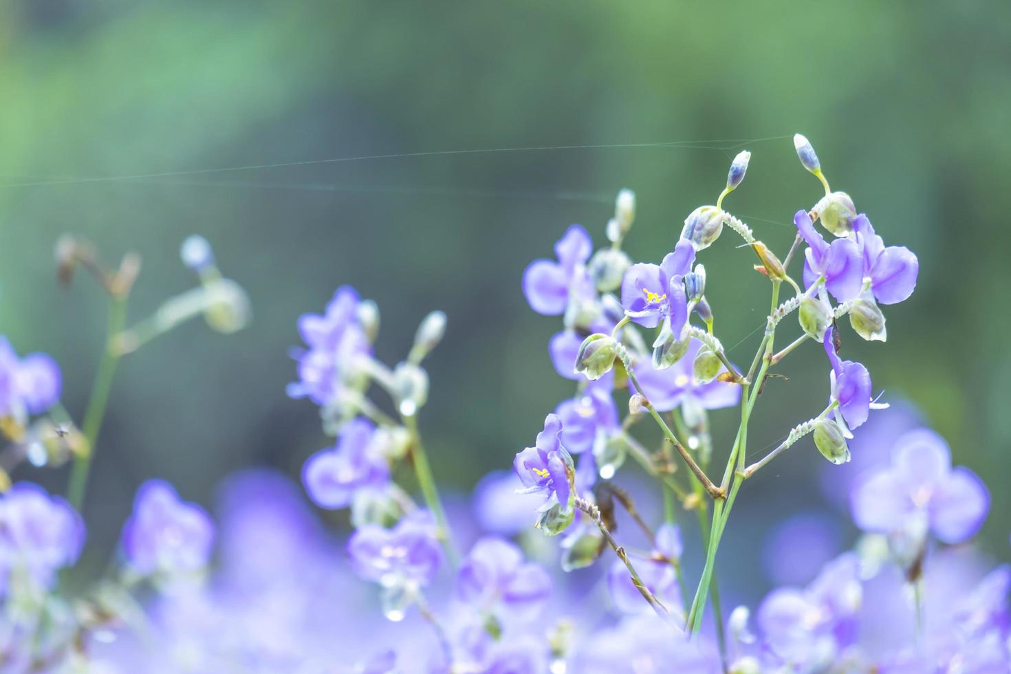 mooi Purper wild bloemen bloeiend met verfrissend in de ochtend, zacht pastel Aan natuur bokeh achtergrond foto