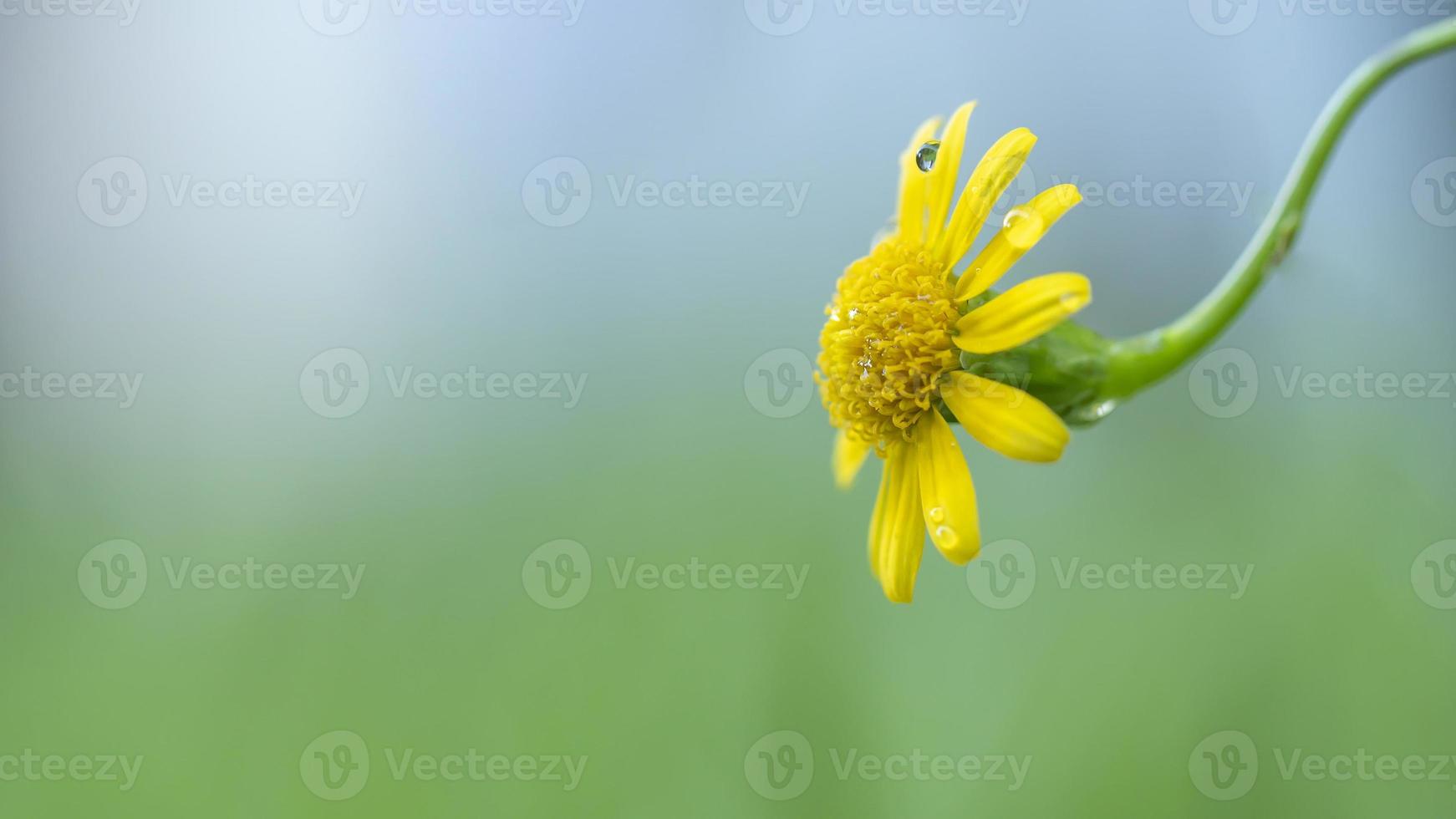 een geel bloem Aan wazig achtergrond foto