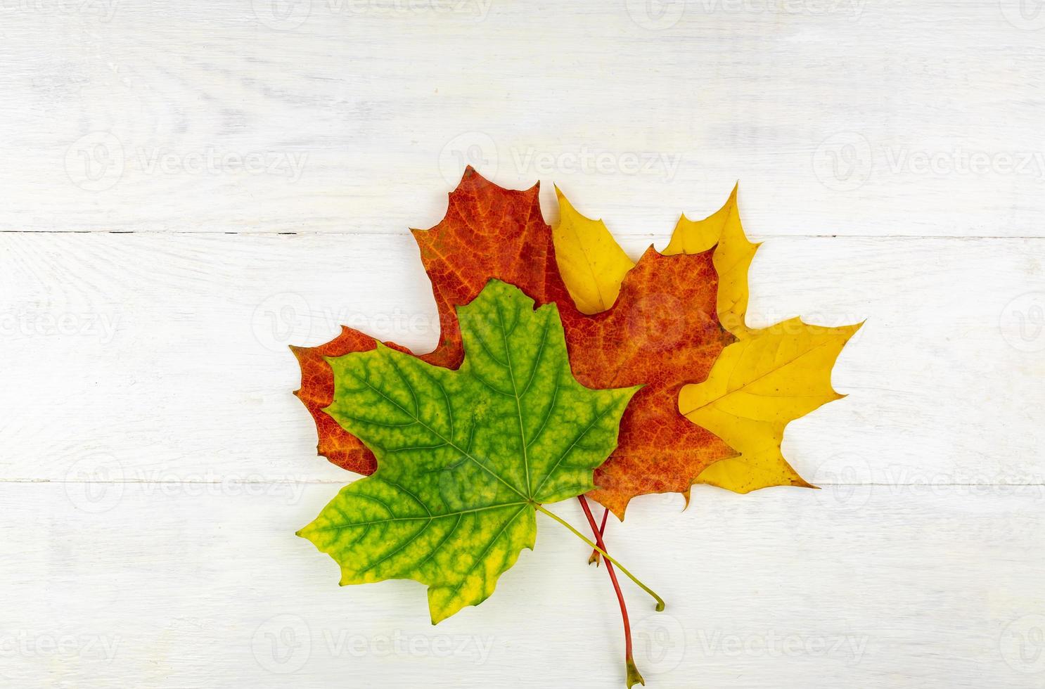 herfst boeket van droog esdoorn- bladeren Aan houten achtergrond. foto