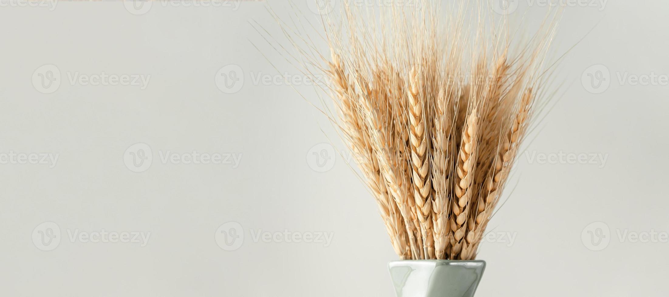 geel oren van tarwe in een vaas Aan wit achtergrond met kopiëren ruimte. spandoek. foto