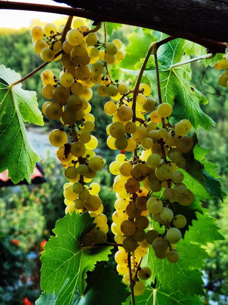 trossen van wit muscat druiven, bijna klaar voor de herfst oogst tussen de wijnstokken van de wijngaard foto