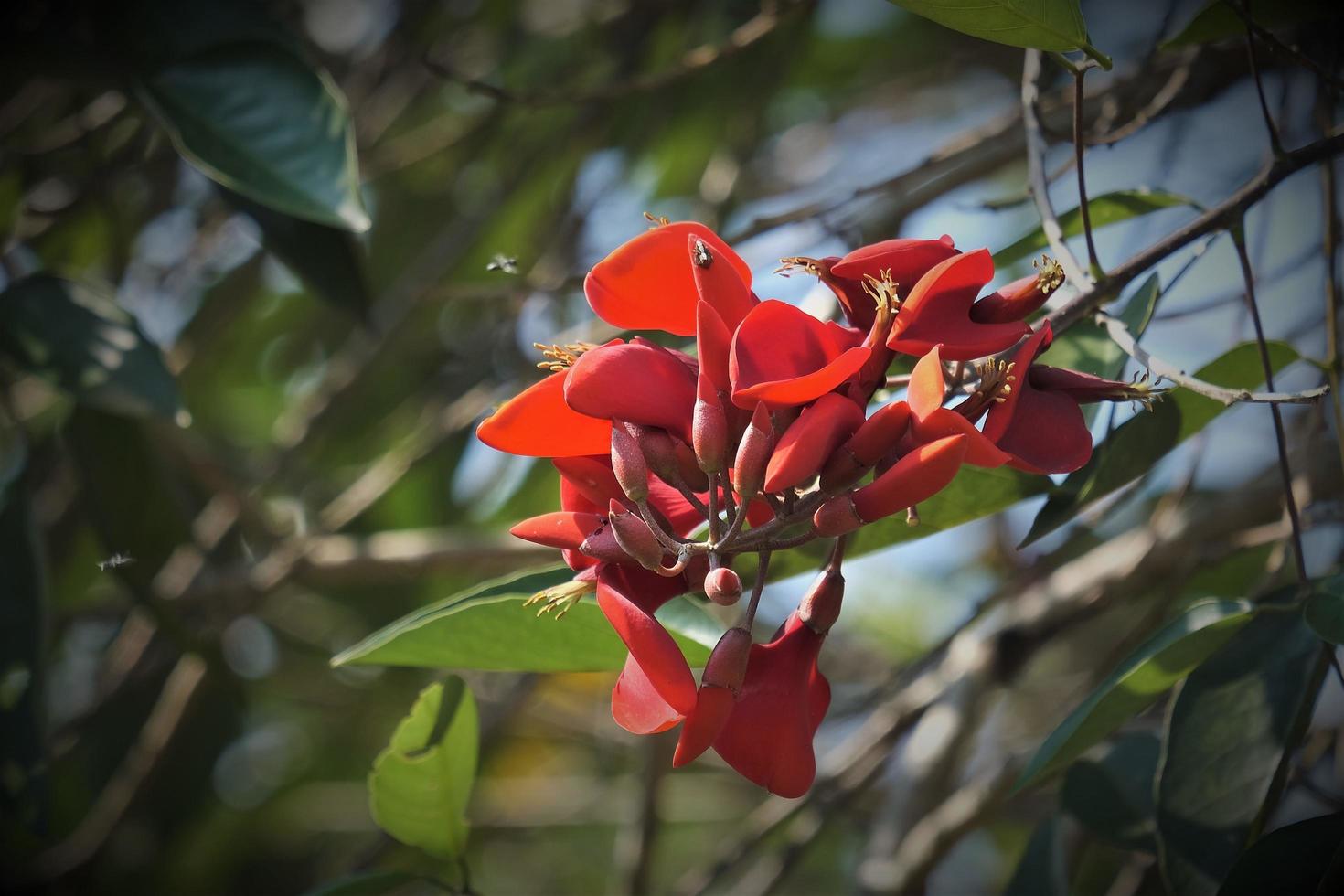 erythrina variegata, algemeen bekend net zo tijger klauw of Indisch koraal boom, is een soorten van erythrine. foto