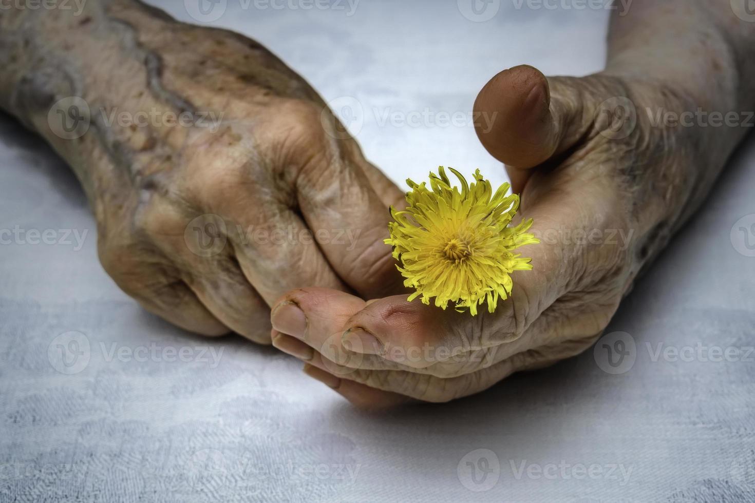 senior vrouw handen en bloem foto