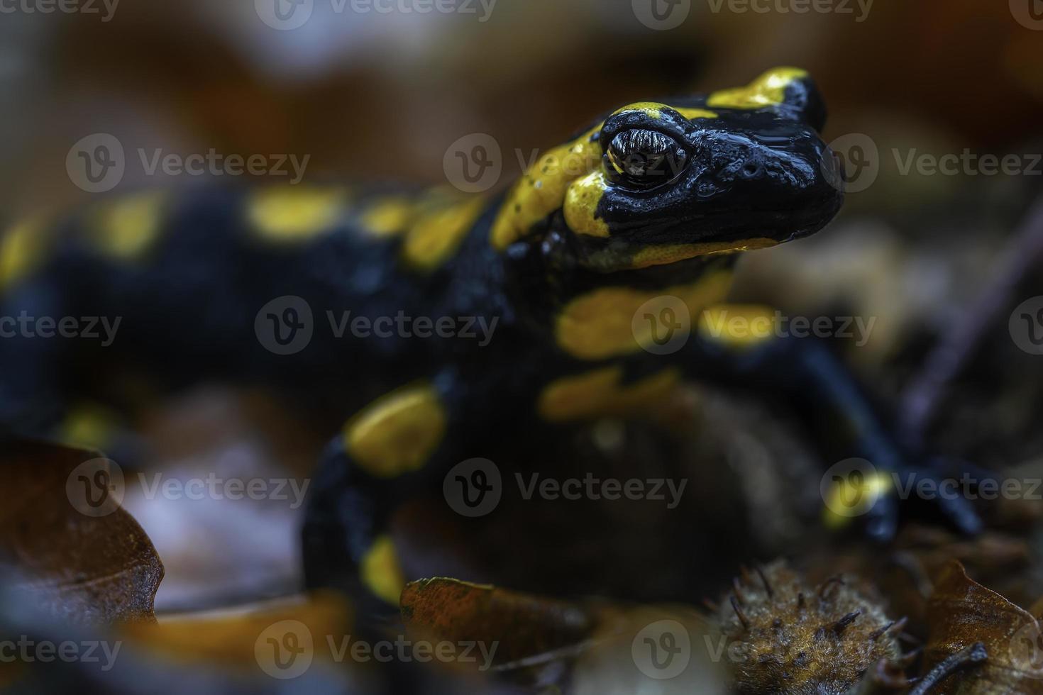 gevlekte salamander in de herfst foto