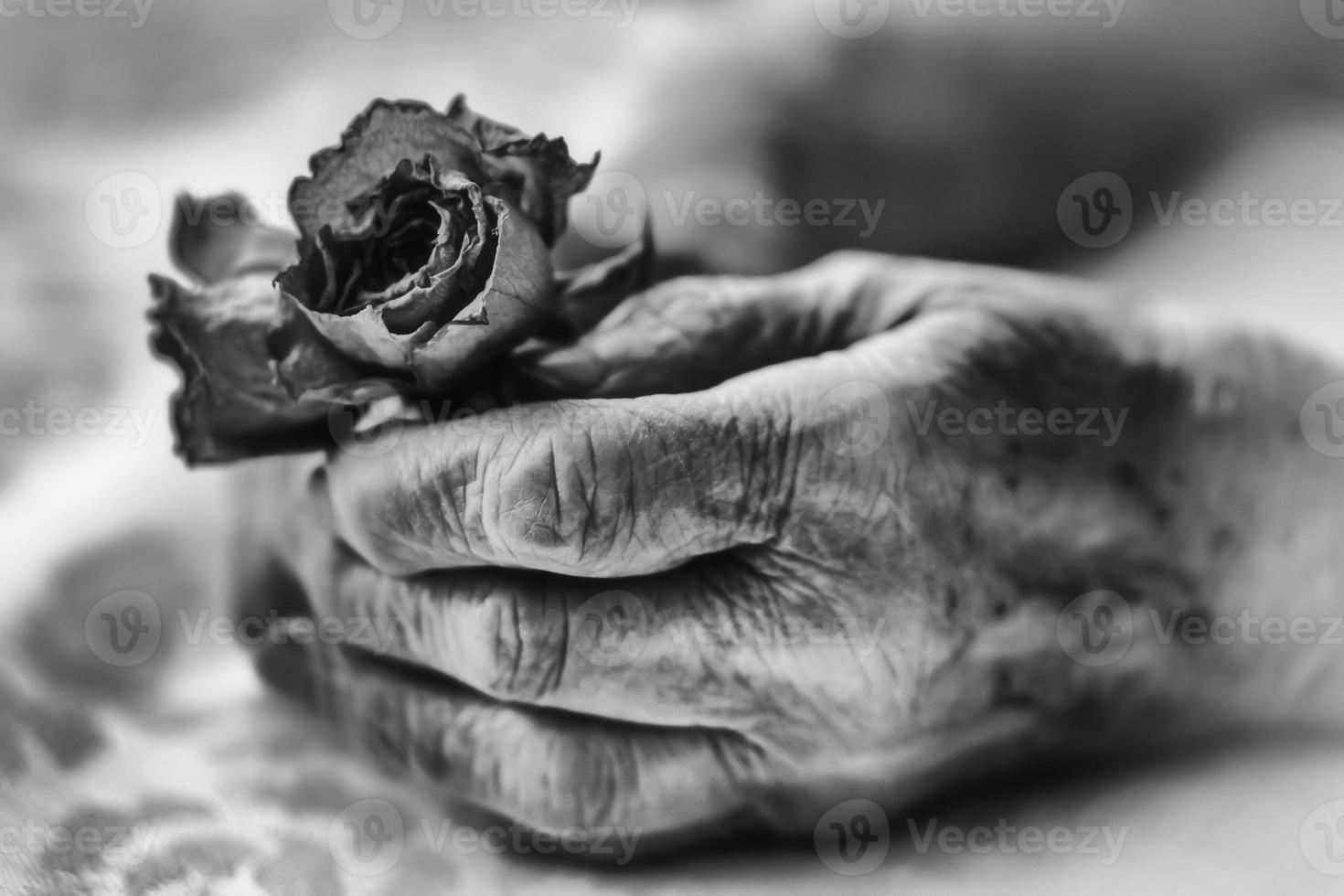 senior vrouw handen en bloemen foto