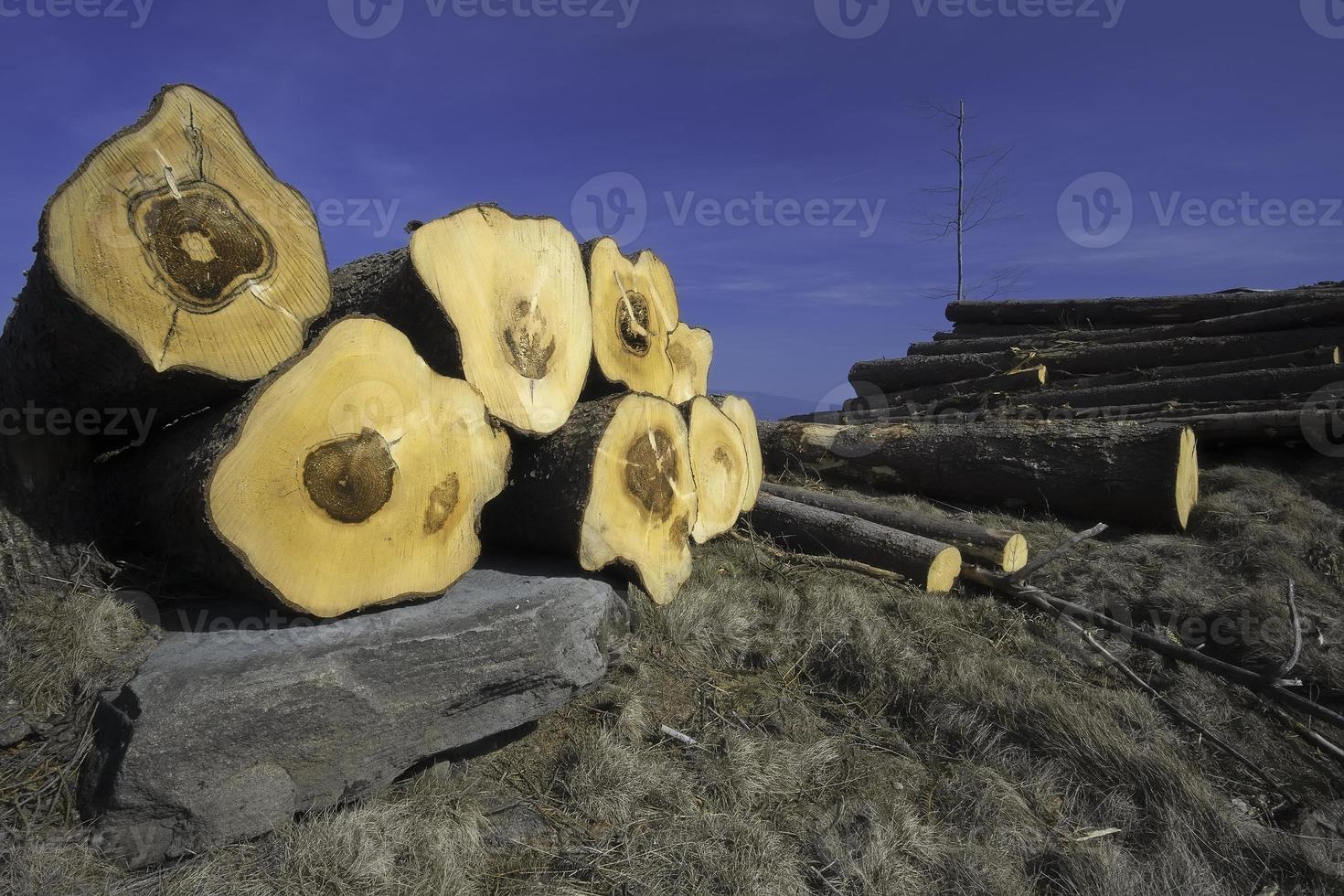 aan het liegen besnoeiing boomstammen foto