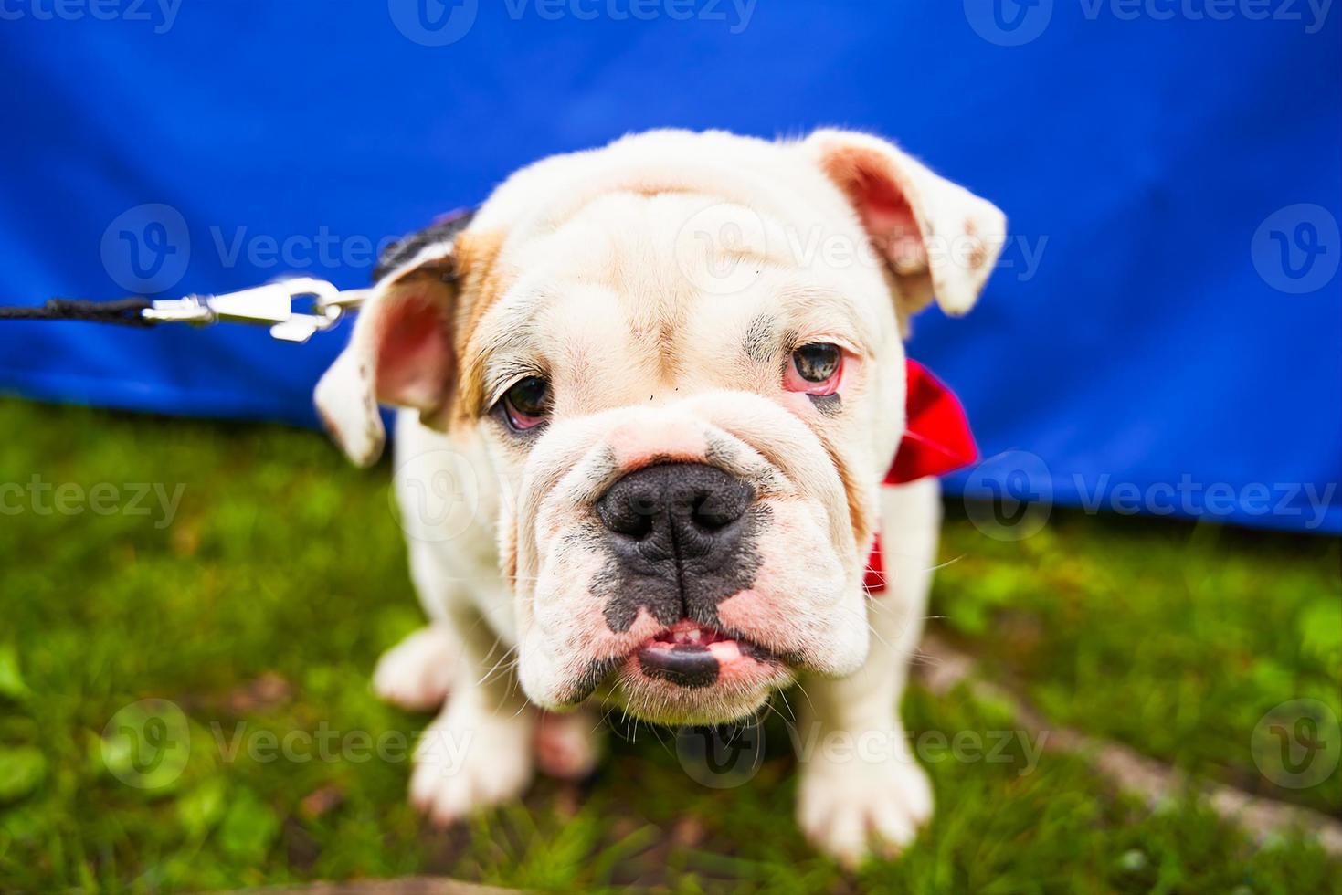 Brits bulldog pup. de hond leugens Aan een groen gazon, detailopname portret. foto