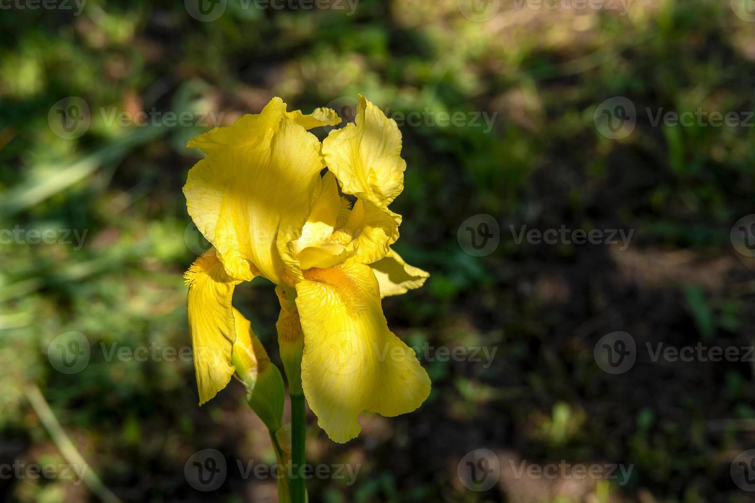 geel iris bloem in de tuin, macro behang foto