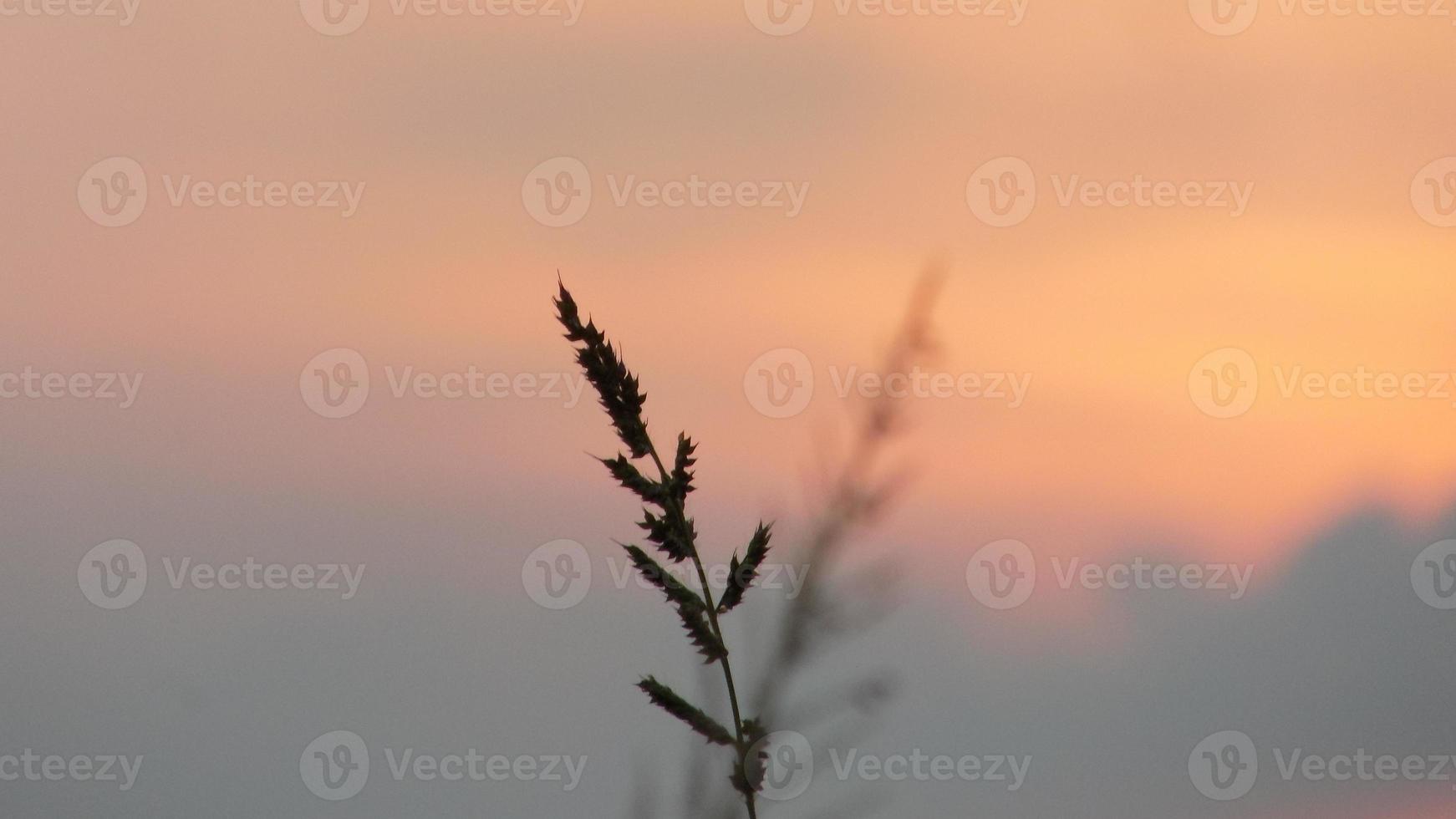 silhouet van onkruid Aan zonsondergang achtergrond foto