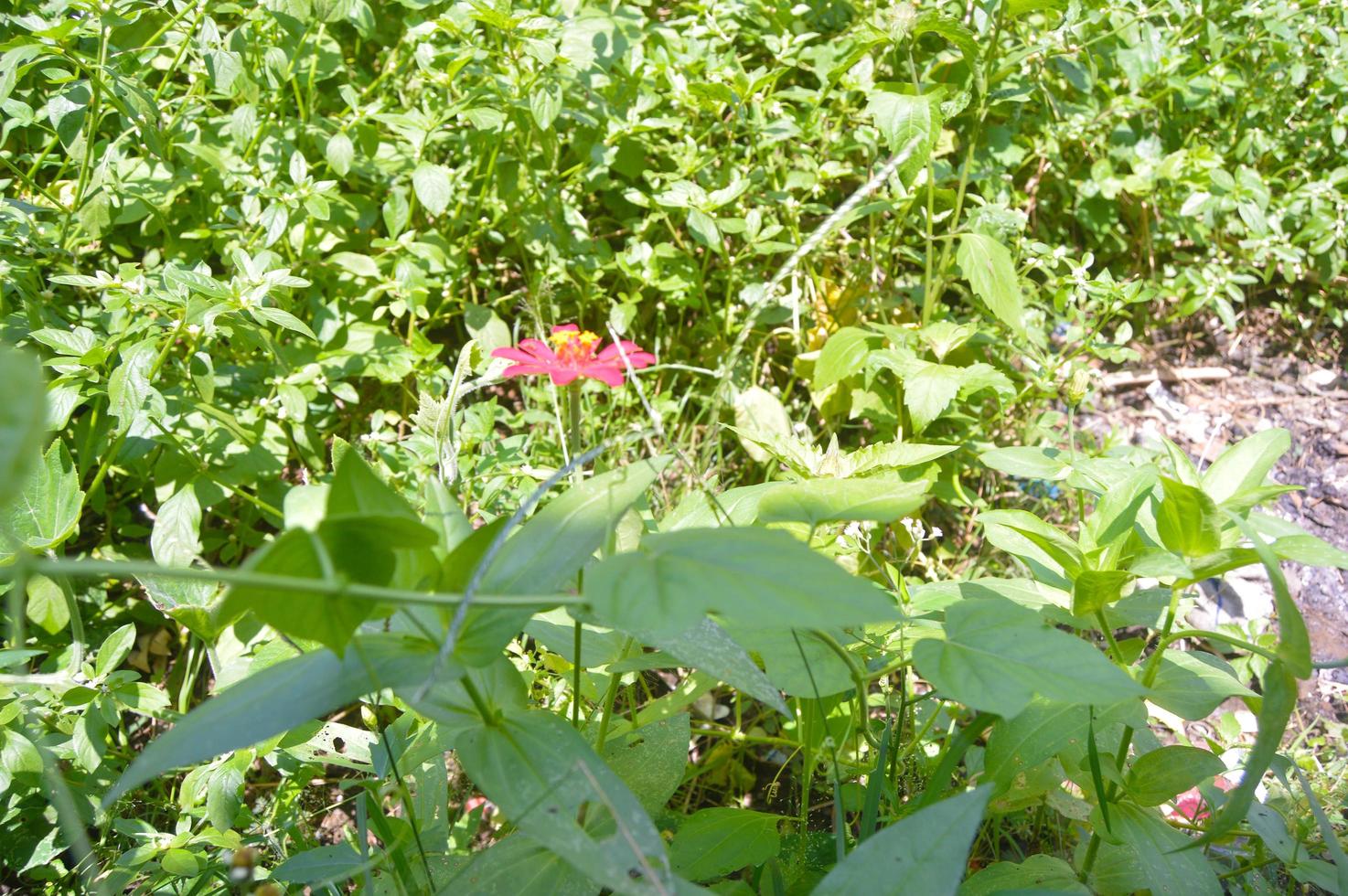 planten en bloemen dat toenemen in de tuin foto