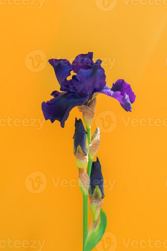 mooi blauw iris bloem Aan geel achtergrond met kopiëren ruimte. zomer bloesem foto