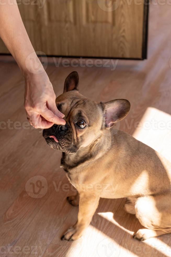 kant visie van aanbiddelijk Frans bulldog hond krijgen een traktatie. foto