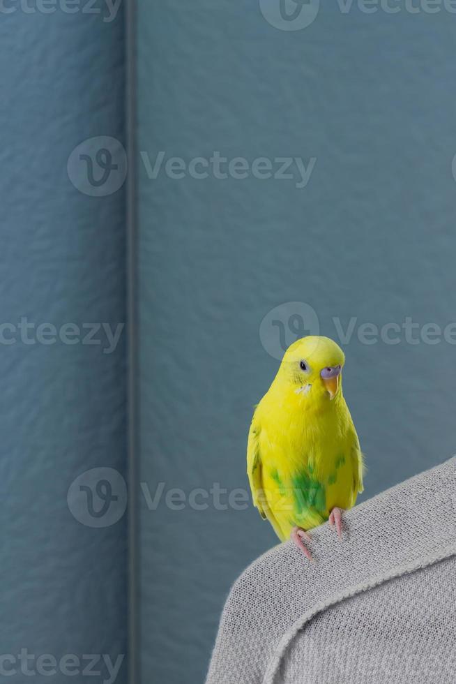geel golvend papegaai of parkiet zit Aan een hanger Aan blauw achtergrond foto