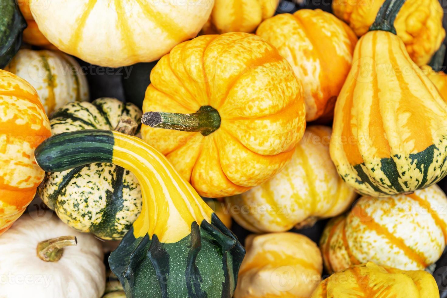 herfst pompoen achtergrond. dichtbij omhoog van verschillend decoratief mini pompoenen Bij boeren markt. foto