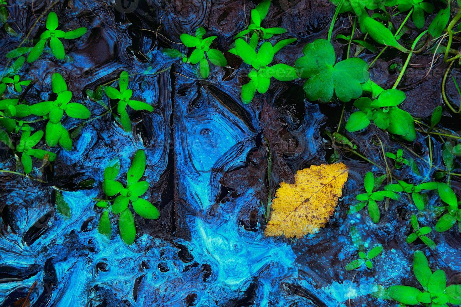 intiem biofilm herfst planten landschap foto