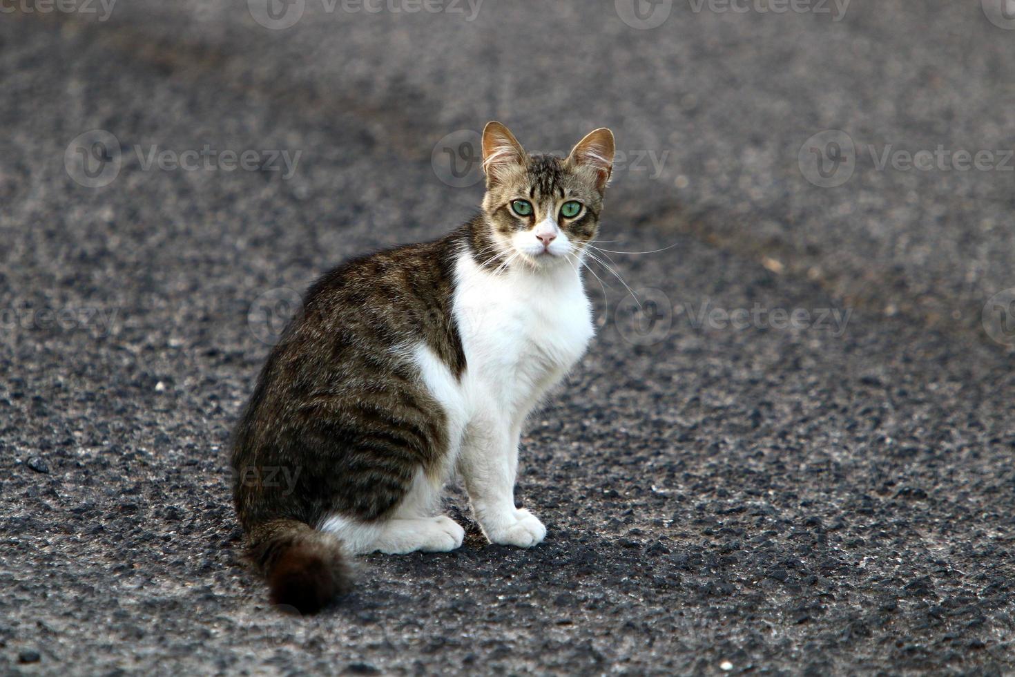 de huiskat is een zoogdier uit de kattenfamilie van de carnivora-orde. foto