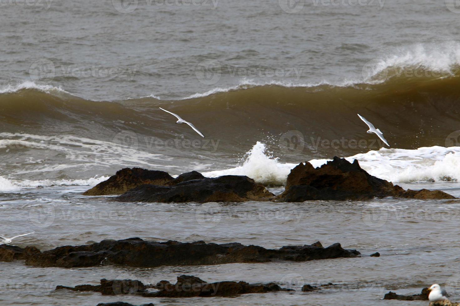 vogelstand in de lucht over- de middellandse Zee zee. foto