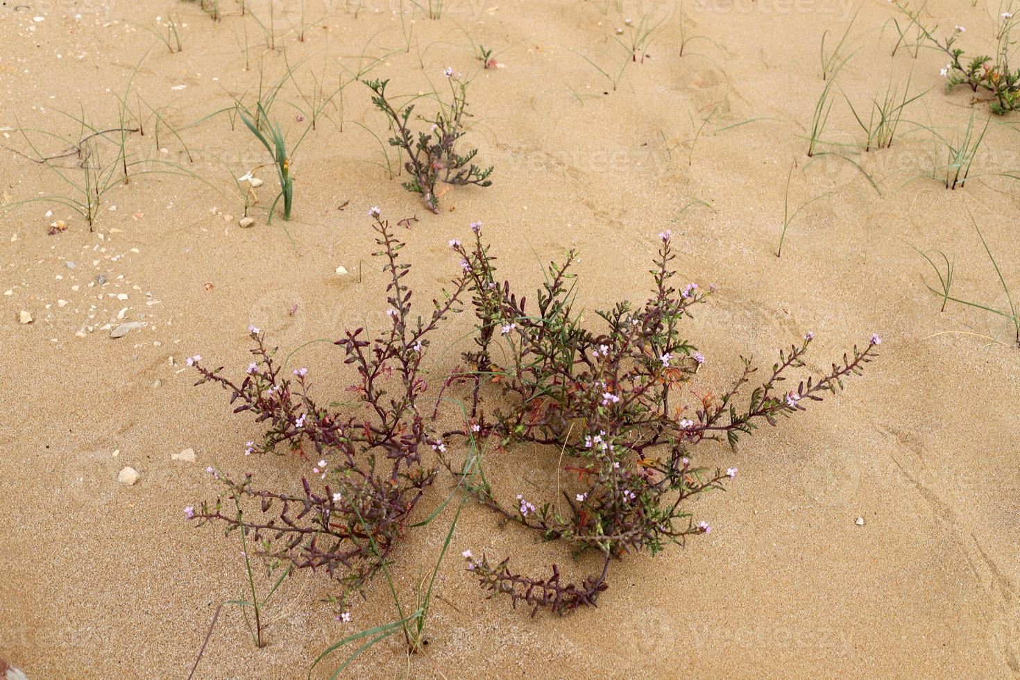 groen planten en bloemen toenemen Aan de zand in de woestijn. foto
