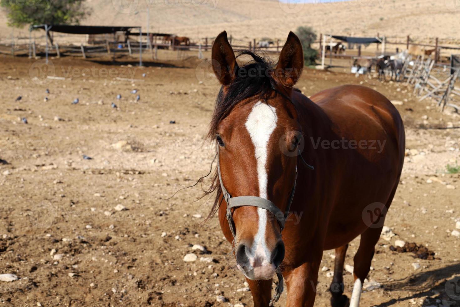 huiselijk paarden Bij een stal in Israël. foto