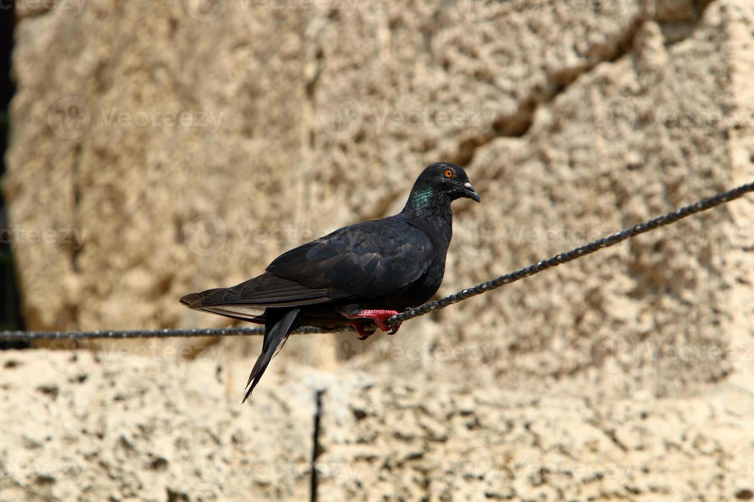 wild duiven in een stad park in Israël. foto