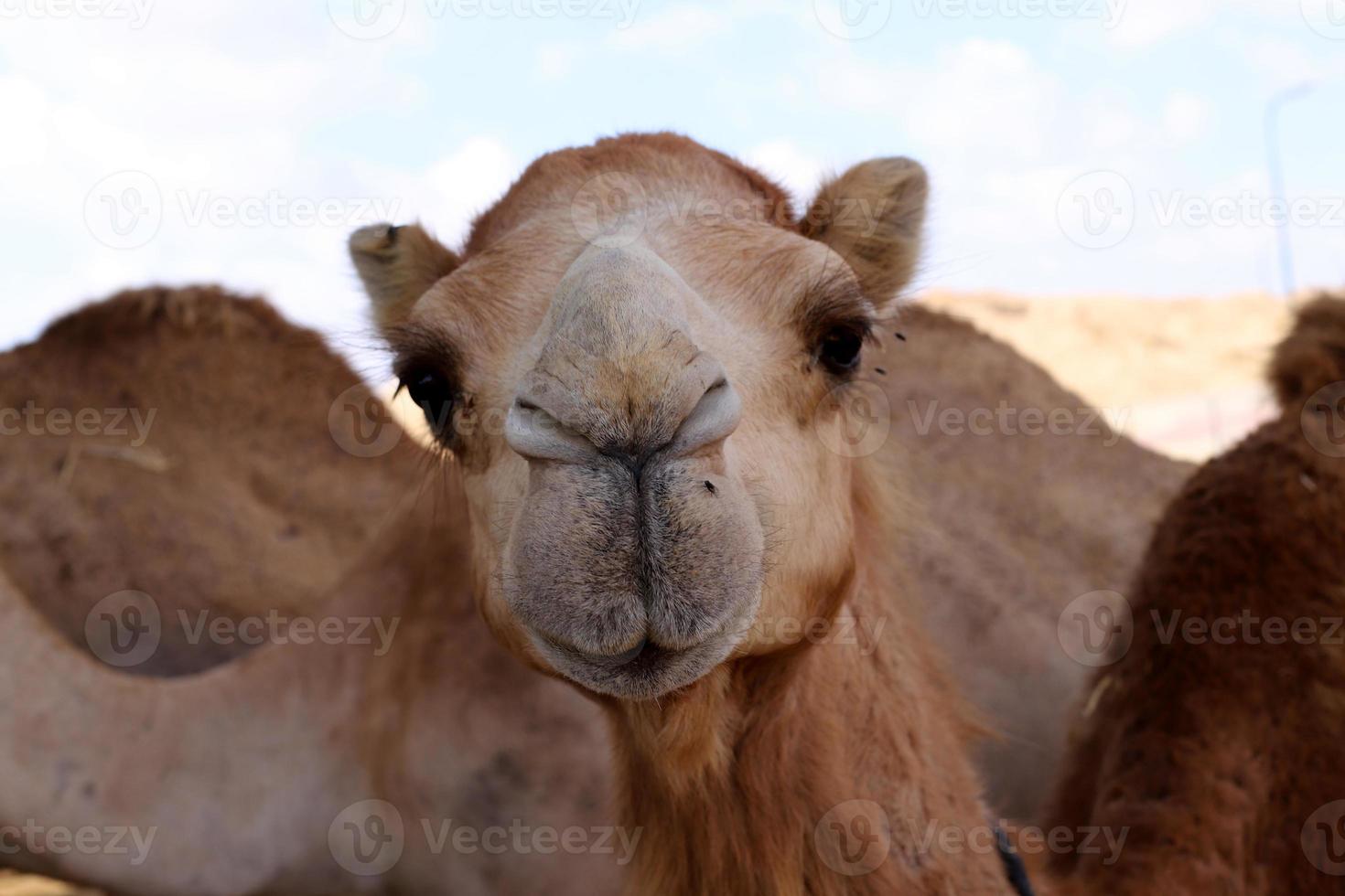 een gebocheld kameel leeft in een dierentuin in Israël. foto