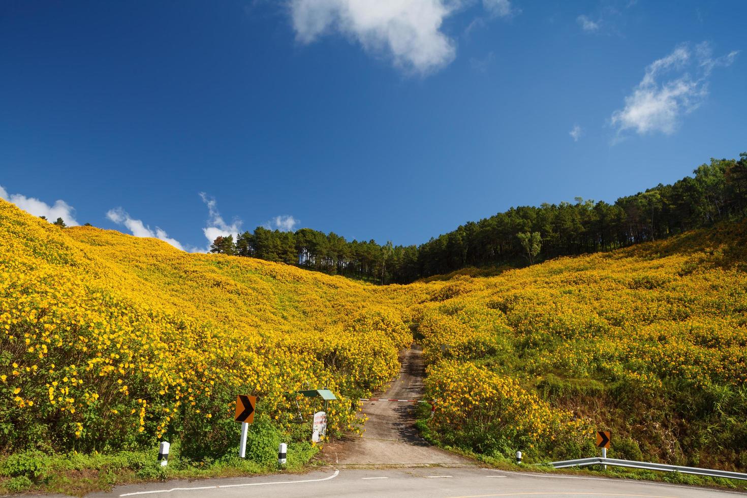 de weg naar de veld- van Mexicaans zonnebloem onkruid Aan de berg, mae hong zoon provincie, thailand. foto