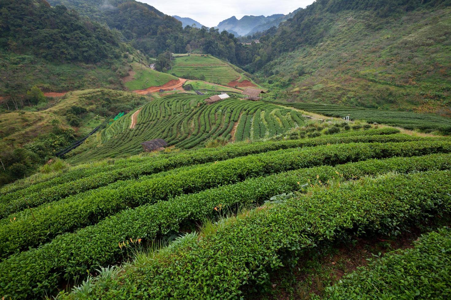 theeplantage in de doi ang khang, chiang mai, thailand foto