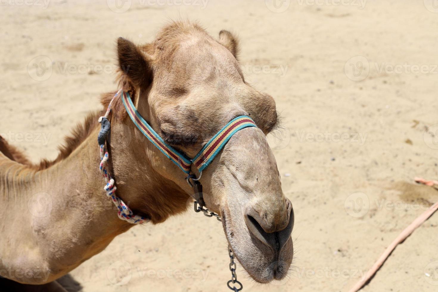 een gebocheld kameel leeft in een dierentuin in Israël. foto