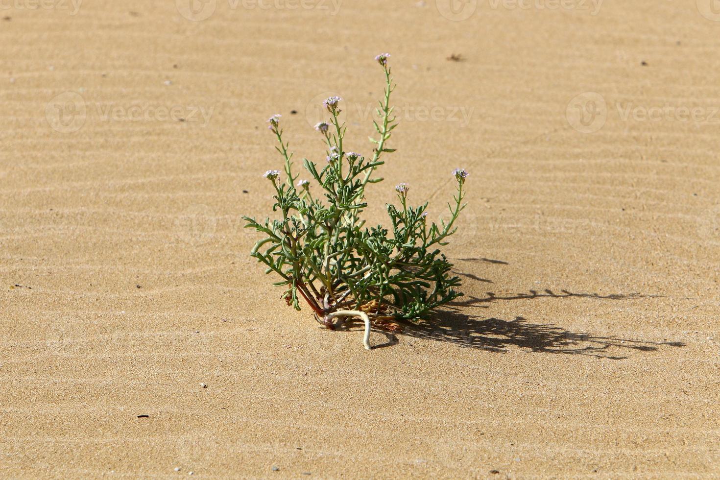 groen planten en bloemen toenemen Aan de zand in de woestijn. foto