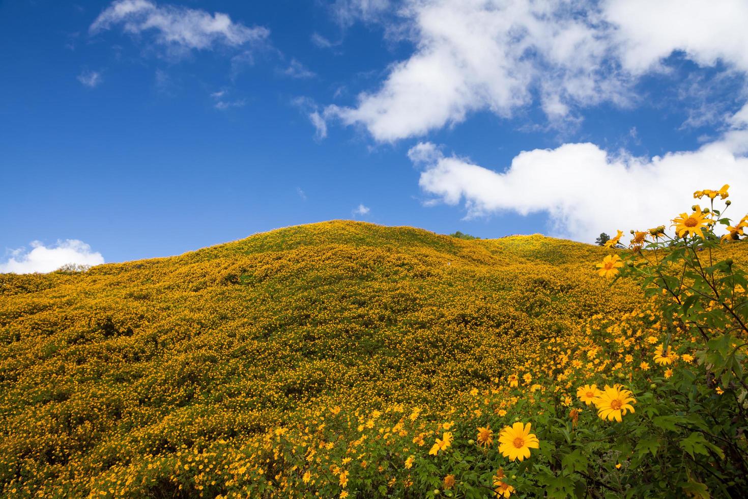 Mexicaans zonnebloem onkruid Aan de berg, mae hong zoon provincie, thailand. foto