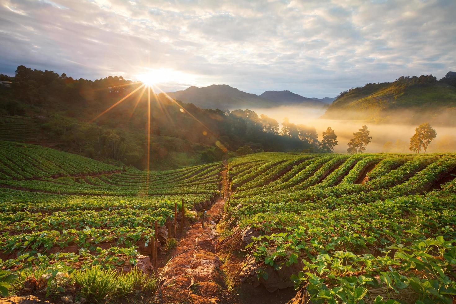 nevelige ochtendzonsopgang in aardbeientuin bij doi ang-khang-berg, chiangmai, thailand foto