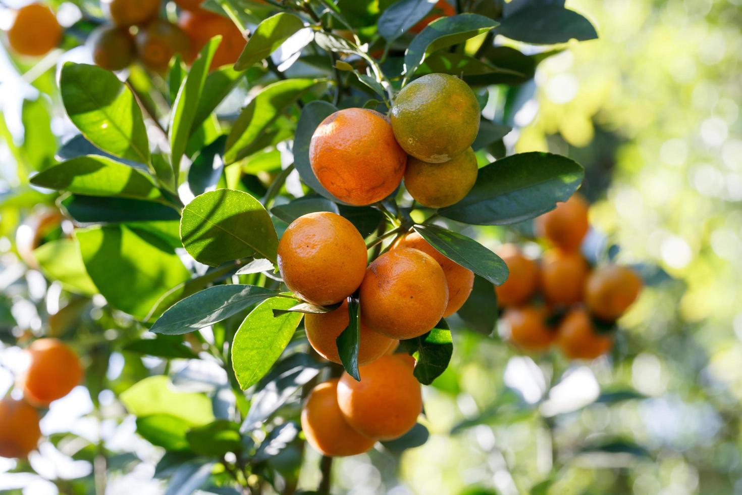 verse sinaasappel op plant, sinaasappelboom foto