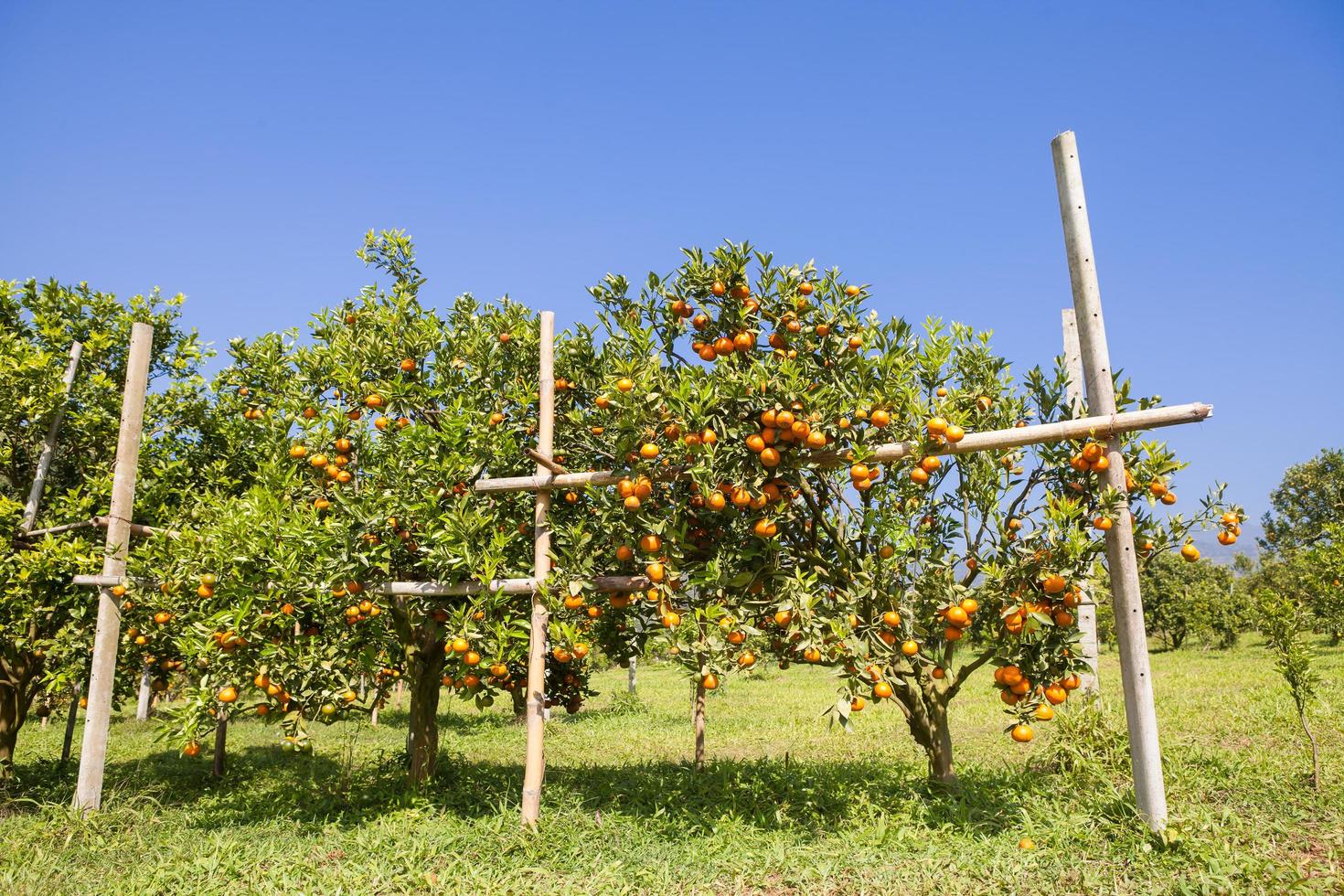 oranje boomgaard in noordelijk Thailand foto