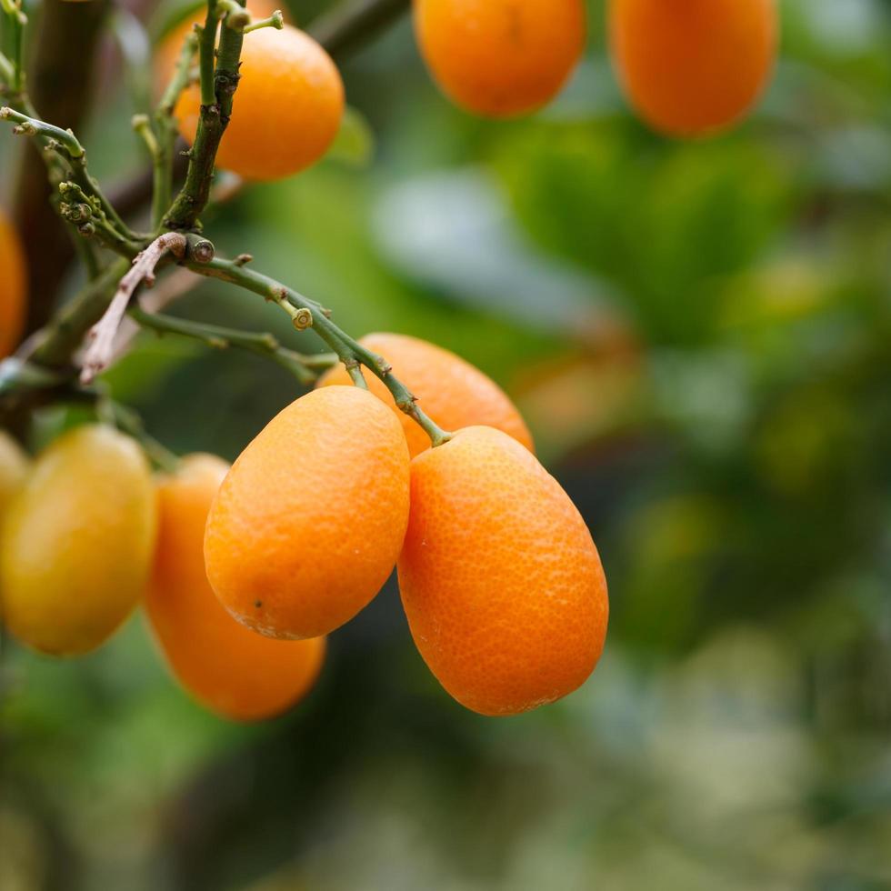 oranje Kumquat fruit Aan de boom foto