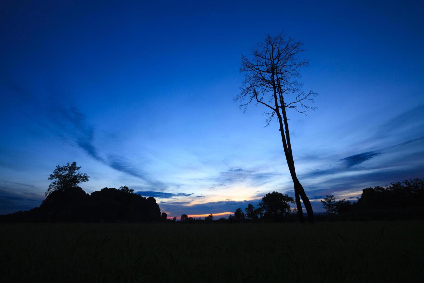 silhouet van bomen, schemering van natuur. foto