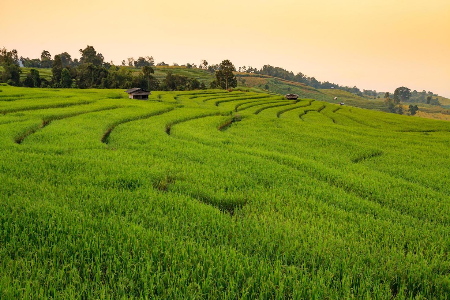 groen terrasvormig rijstveld tijdens zonsondergang bij verbod pa bong peay in chiangmai, thailand foto